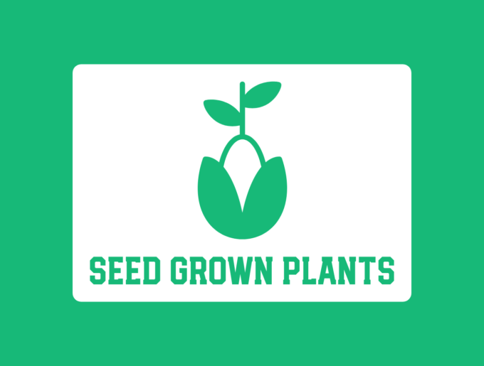 Growing Plants from Seed –  Fun, Education, Health, Saving Money!