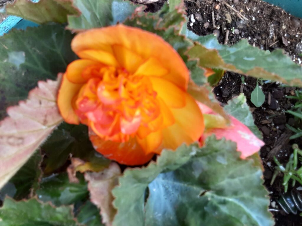 Tuberous Begonia