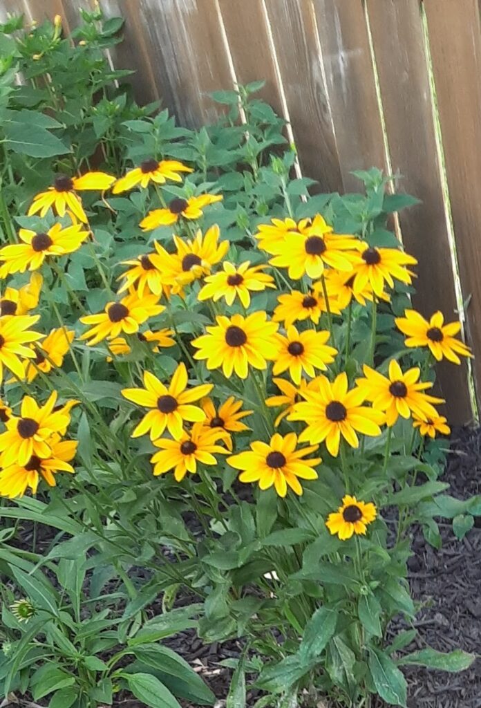 Black-eyed Susan Perennial