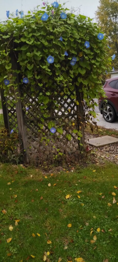 Morning Glories on Arbor